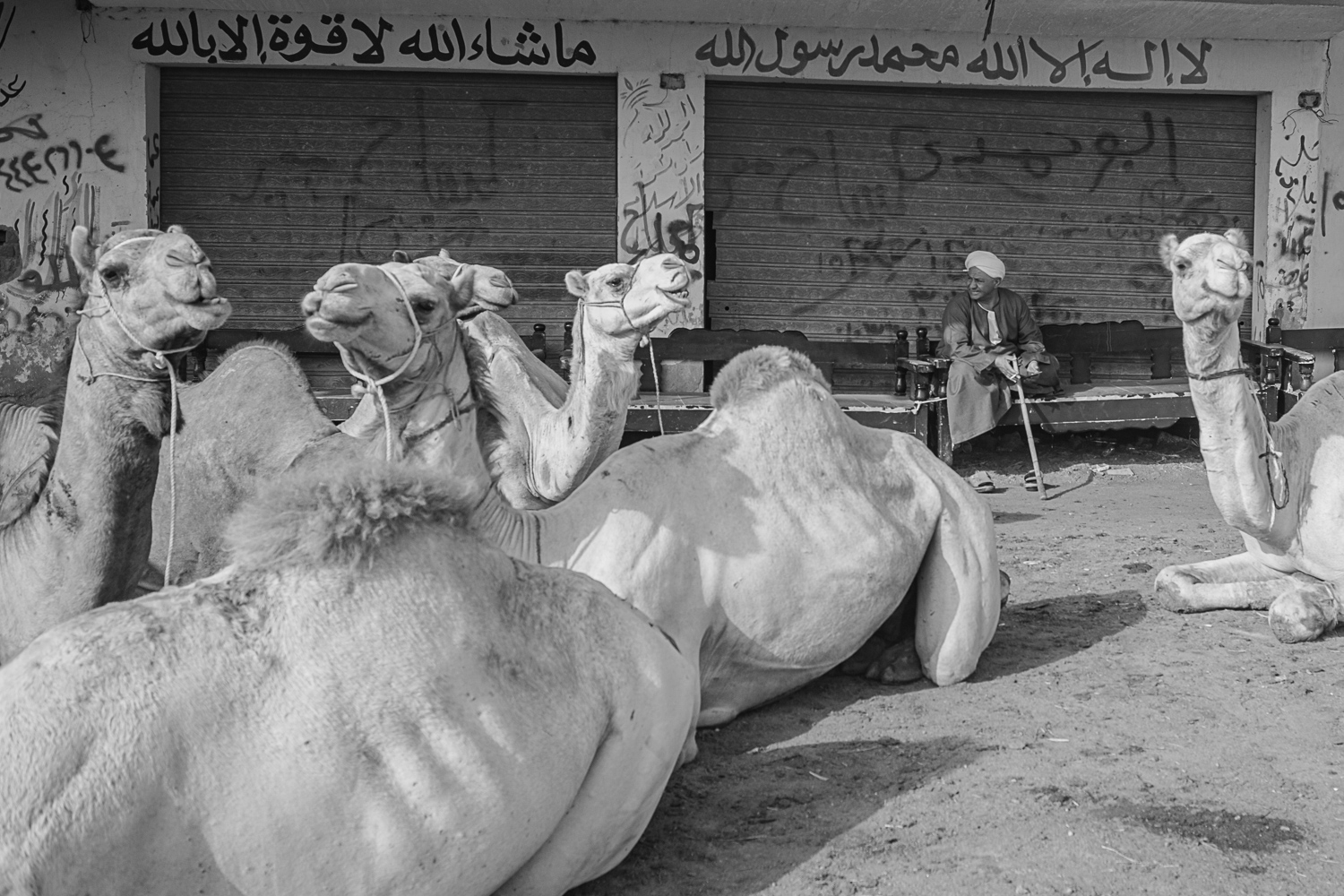 Birqash Camel Market – Street Photography Egypt